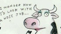 If Holsteins Were Vain...