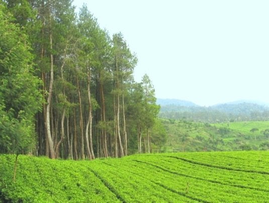 Gambar Kebun Teh Arisuke