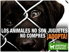 No compres uno de raza, adoptá uno sin casa.