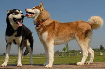 Postcards created by husky is