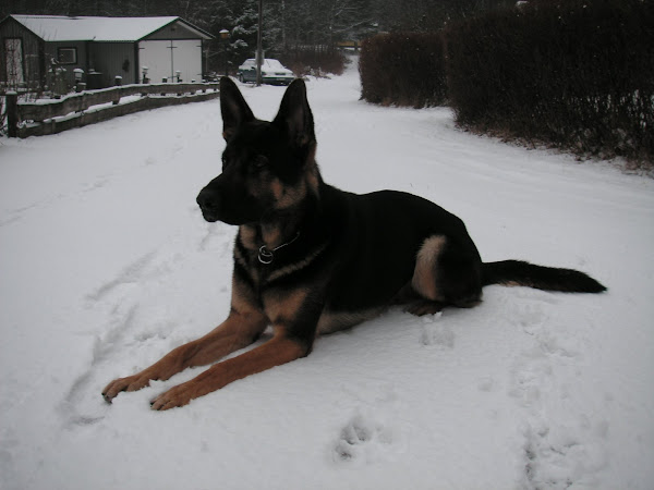 Tyson vilar i snön