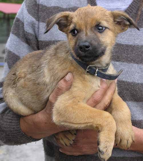 Hunde aus Asturias suchen ein Heim Peque und Nena kleine