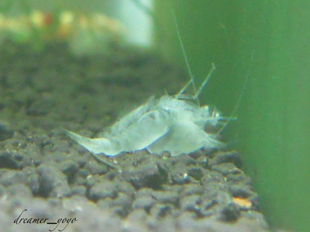 molting shrimp
