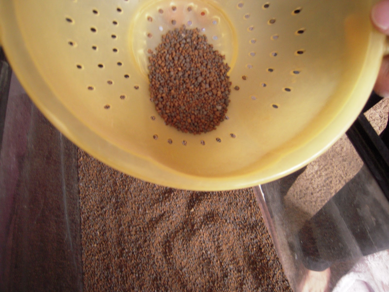 Crystal Red Shrimp Breeding "High Grade" Crystal Red Shrimp