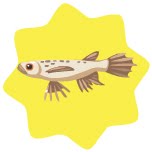 African Butterflyfish