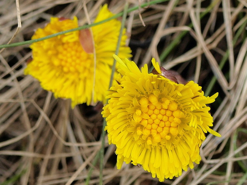 gbkoru First flowers