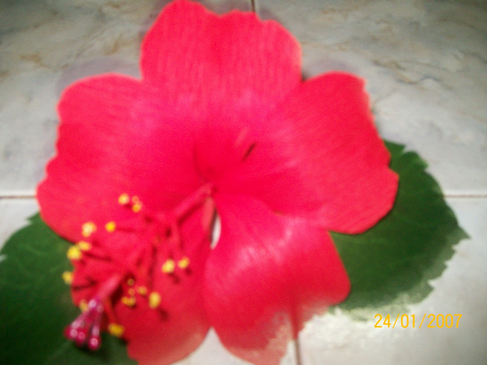 Fun facts about hibiscus flower picture