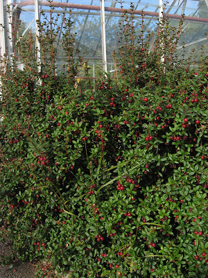 Dublin Flora Ugni molinae