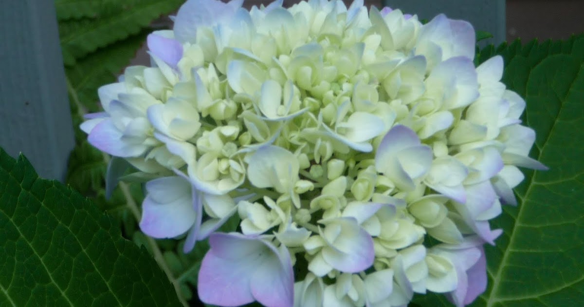 Limelight Hydrangeas In Bloom