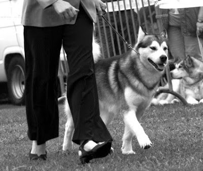 LITTLE TRACK KENNEL CHIOTS ALASKAN MALAMUTE