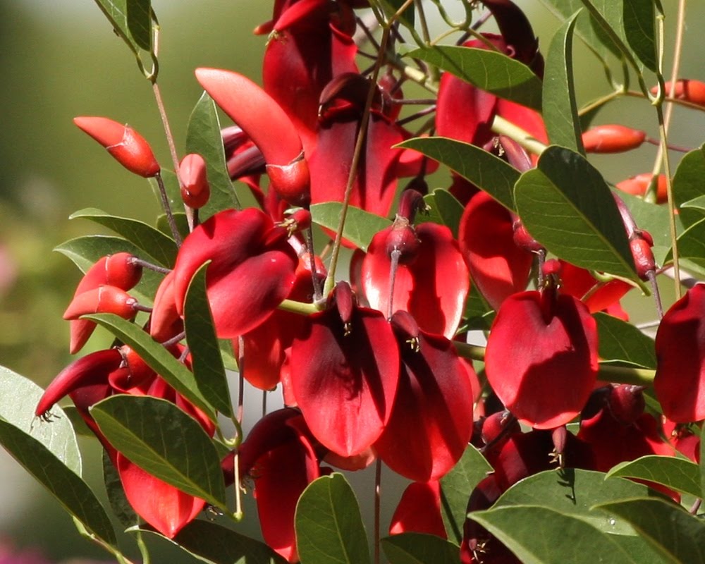 Pflanzenreiche Pablo Neruda