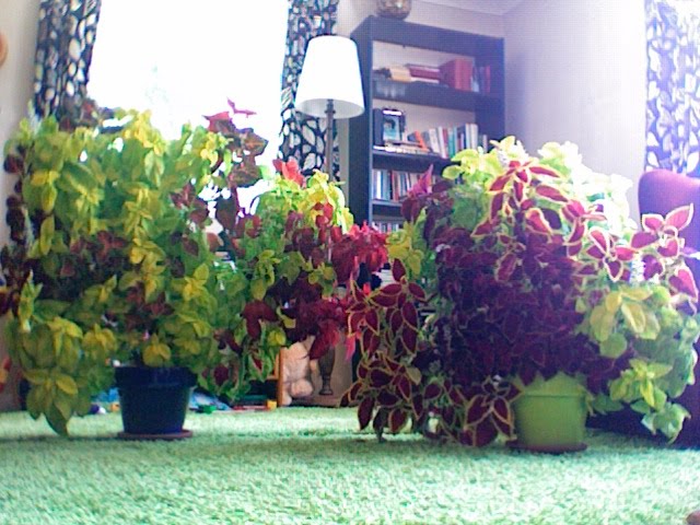 Coleus Houseplants Take Over My House