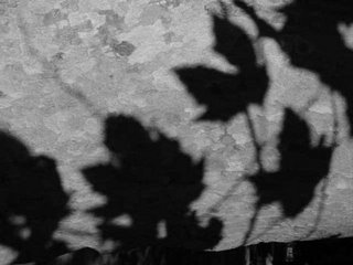 [folhas.bmp]