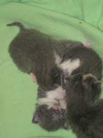 A Pile of Kittens Playing!