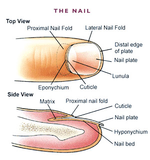 fingernail diagram the royal nail january 2011 fingernail diagram the royal nail january 2011