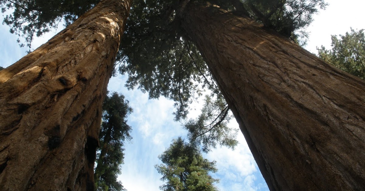 quoteflections: Trail of the Giants