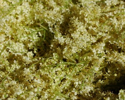[elderflowers.JPG]