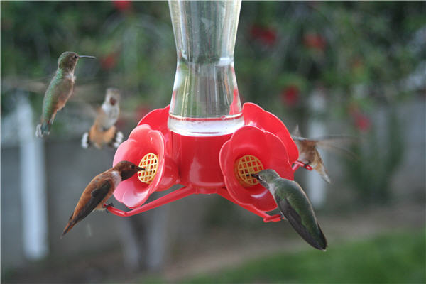 [CA_hummingbirds_line.jpg]