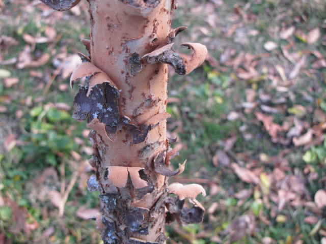 Dogwood+tree+bark+peeling