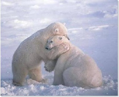 Abraçam i no em soltes mai Abrazo+de+oso+polar_thumb%5B1%5D