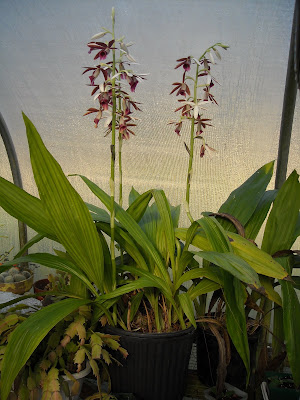 Gold Hill Plant Farm Nun Orchid