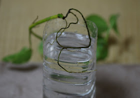 ポトス 幸福の木 09 05 14