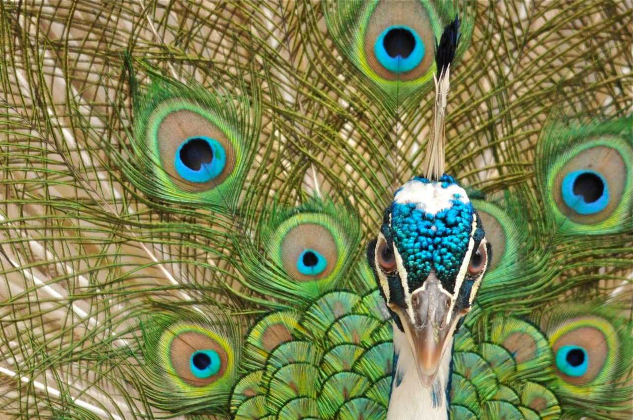 African Peacock