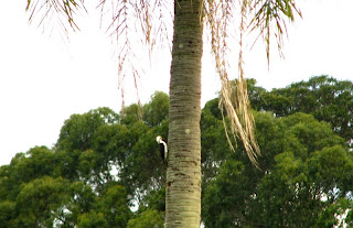 birro