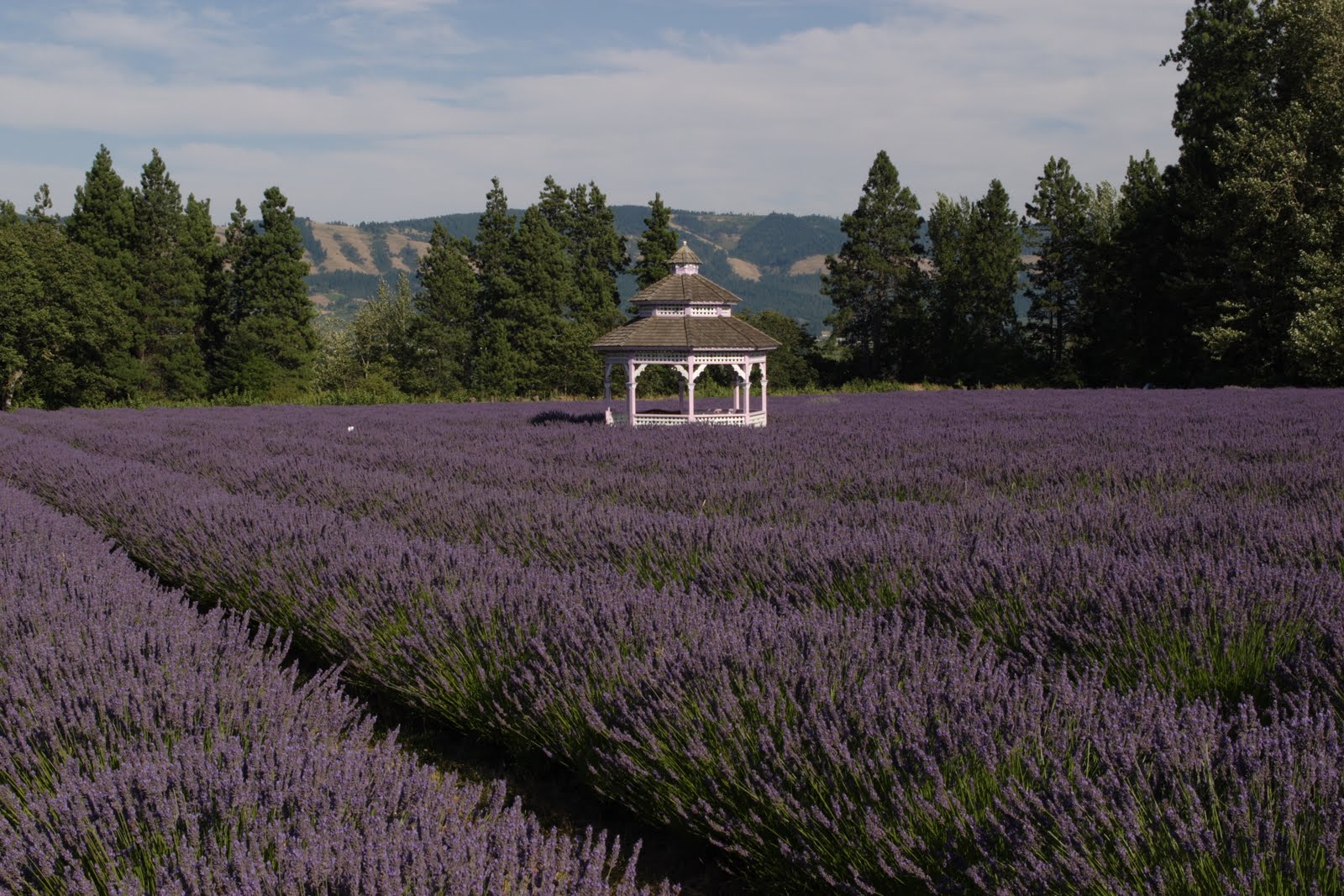 Nelda Mays Photography, Inc. Lavender Valley, Hood River, Oregon