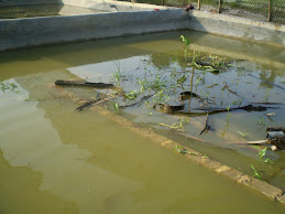 Kolam Konkrit Berpulau Tanah