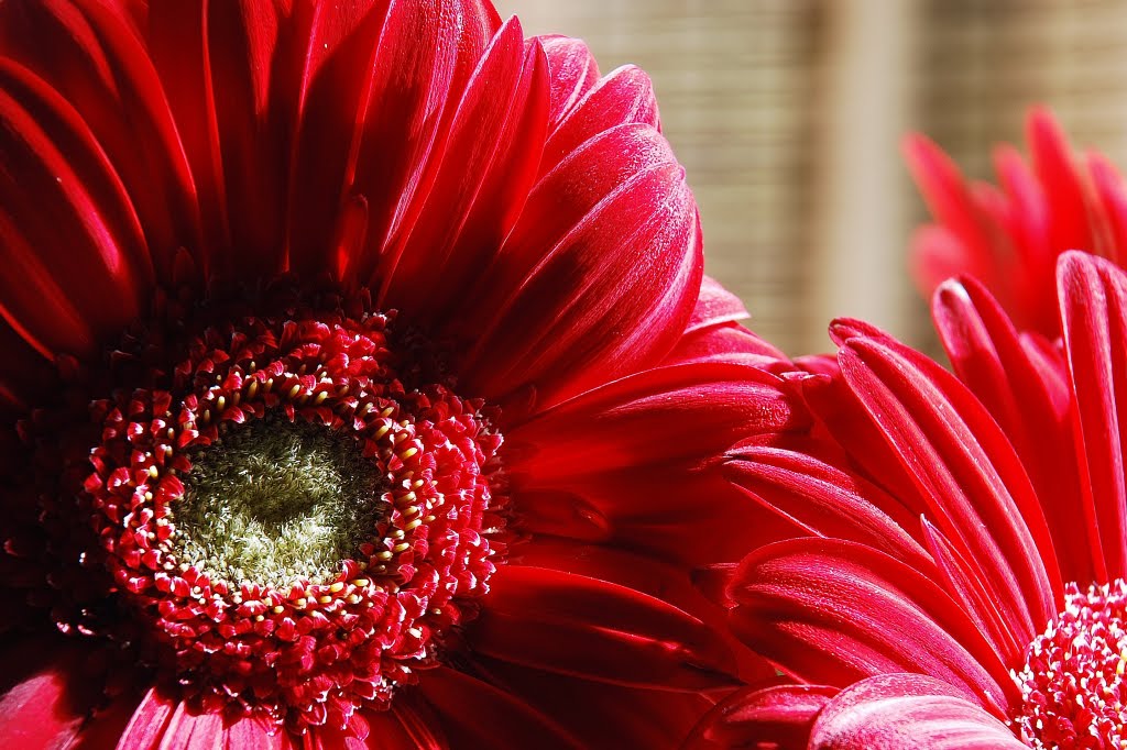 photographic flowers