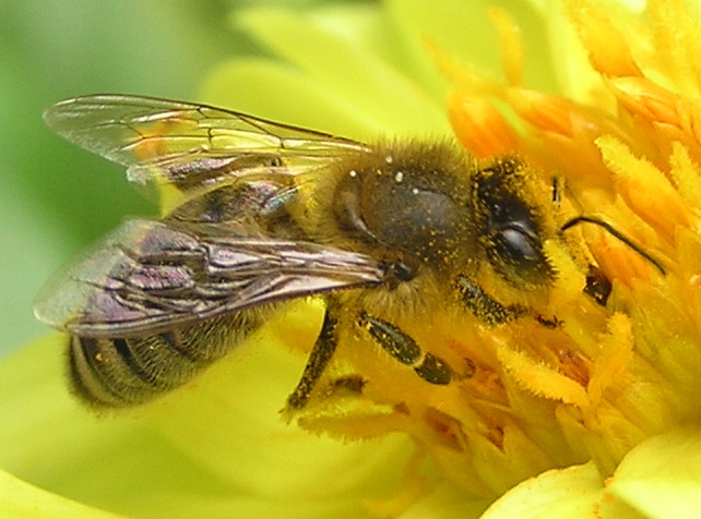 Bee Making Honey