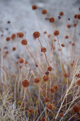 Brooke Fletcher Photography / Joshua Tree