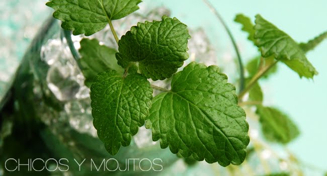 Chicos y Mojitos