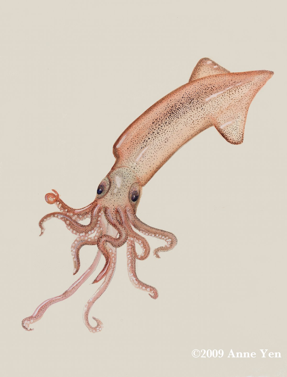[squid+copyright.jpg]