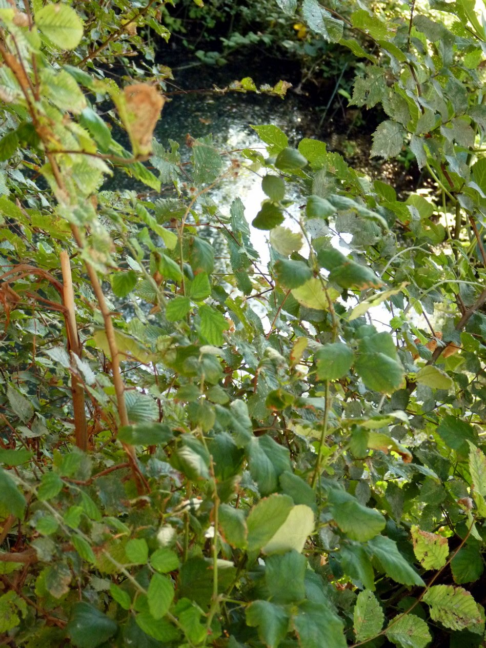 [P1020153.JPG]