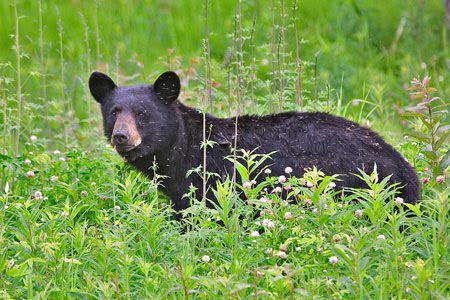 [black_bear_1570np.jpg]