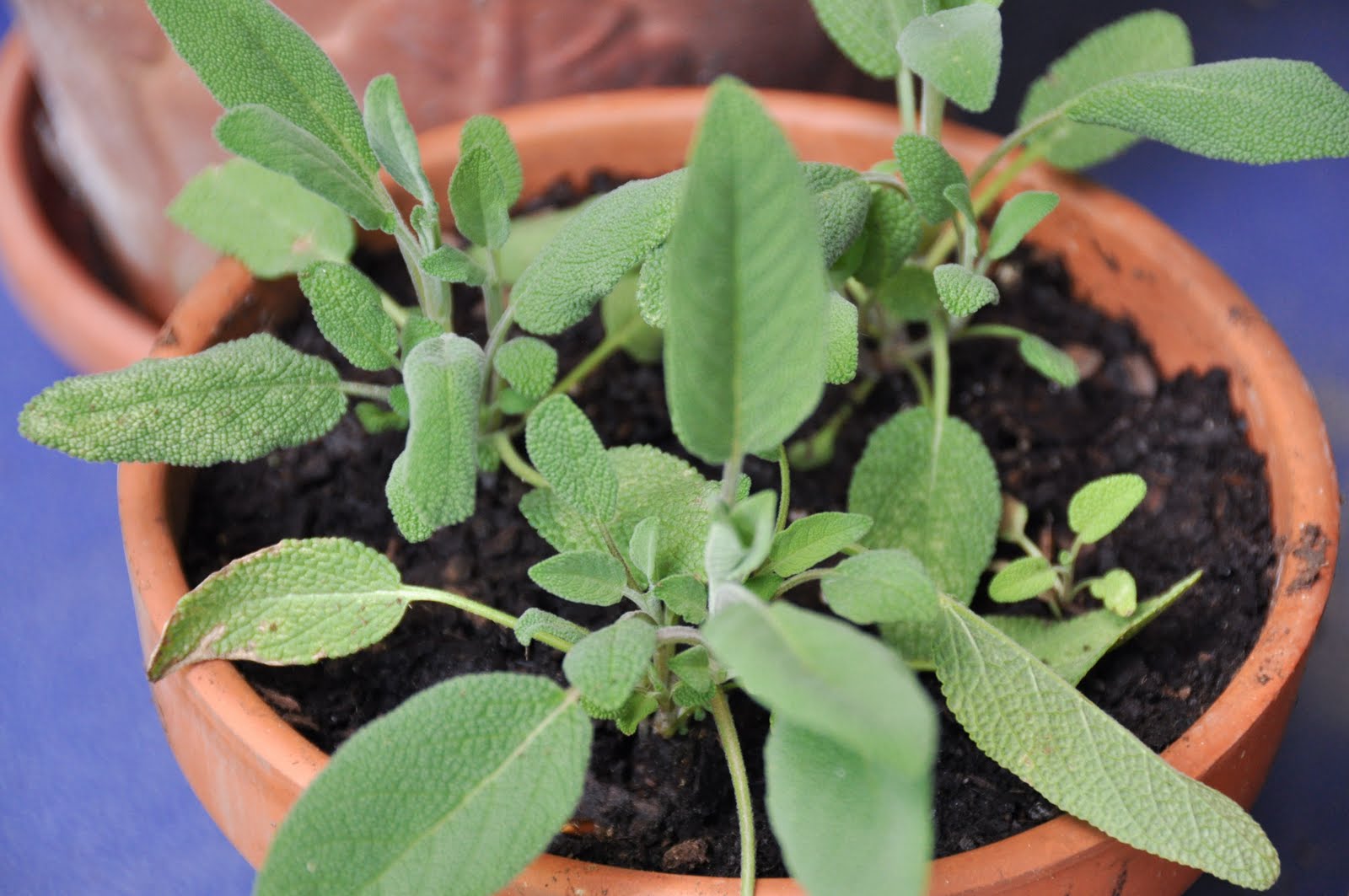 FEAST EVERYDAY Potted Herbs for the Kitchen
