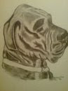 MY DOG JASPER