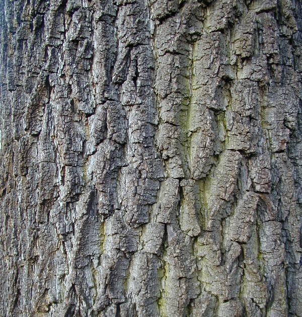 9 West Timber & Consulting How to sell black walnut trees Walnut