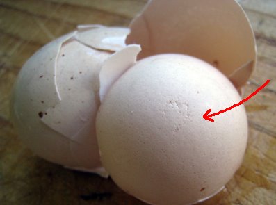 [eggs.jpg]