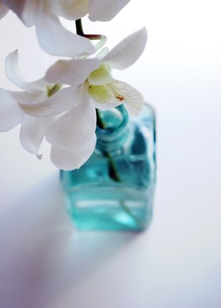 [orchids1.jpg]
