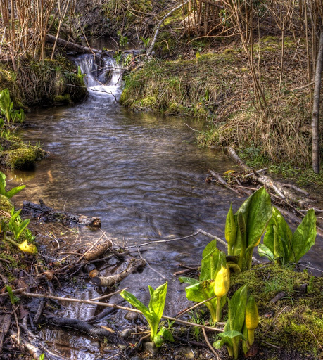 Victoria Daily Photo: Western Skunk Cabbage