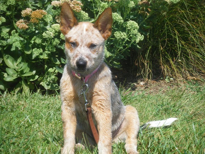 Australian Cattle Dog Australian Cattle Dog