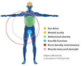 Testosterone decrease