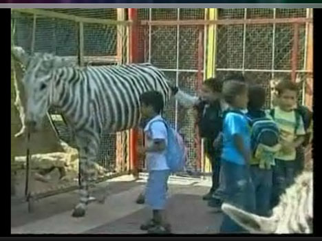 Zebra Stripes Lost Kids Song Zebra Stripes Lost Kids Song