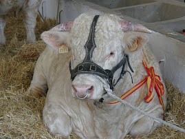 Feria de Zafra