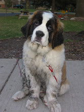 Hi, I'm Scout the St. Bernard.