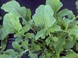 ROKA (eruca sativa)