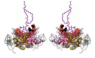 Tyrosine protein kinases belonging to the Btk/Itk/Tec subfamily http://smart.embl-heidelberg.de/smart/do_annotation.pl?ACC=SM00107